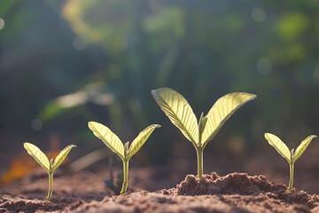 Seed plants are growing.They are growing step by step.One has root and grow under the soil and the other seed has leaves.They are growing among sunlight.Photo new life and  growing concept.
