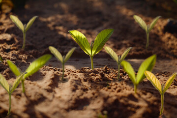 Growing plant,Young plant in the morning light on ground background, New life concept.Small plants on the ground in spring.fresh,seed,Photo fresh and Agriculture  concept idea.