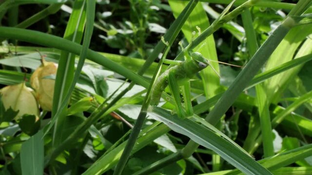 A common grasshopper nymph right after going through one of multiple molting stages in its life cycle.