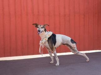 super cute mixed breed shelter dog posing for the camera by a red gate negative space