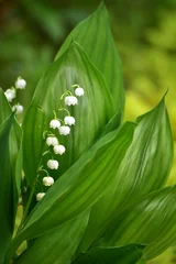 Deurstickers スズランの白い花 © mayudama