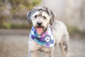 super cute big fluffy mixed breed shelter puppy dog wearing a colorful bandana with the tongue out looking to the camera