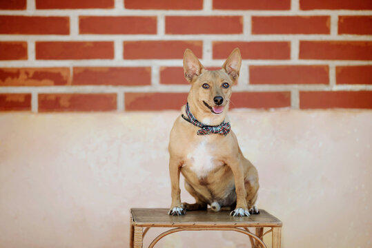 cute friendly brown mixed breed shelter dog with the tongue out wearing a colorful checkered bow tie looking at the camera sitting on a wood chair posing for the camera with a brick wall in the back