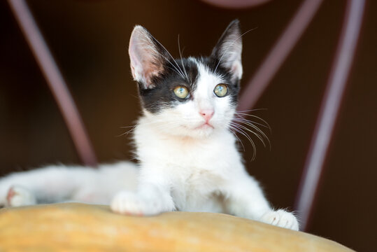 super cute small black and white mixed breed shelter cat with green beautiful eyes posing for the camera 
