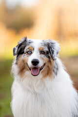 one fluffy australian shepherd dog in the park posing for the camera standing on the green grass rocks dry trees in the background