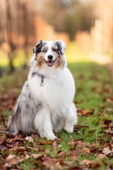 one fluffy australian shepherd dog in the park posing for the camera standing on the green grass rocks dry trees in the background
