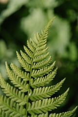 Athyrium filix-femina on a natural green background.
