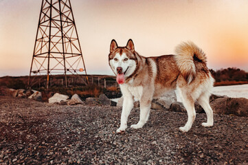 adult siberian husky posing with the tongue out by the river © Alessandra Sawick