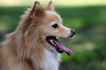 Cute dog on blurred background outdoors. Adorable pet