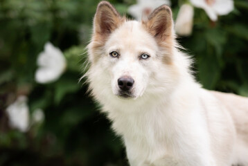 Obraz premium one white siberian husky posing for the camera in the woods among green plants and white flowers 