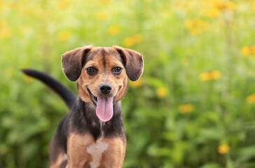adorable black and brown mixed breed puppy dog posing for the camera in the park © Alessandra Sawick