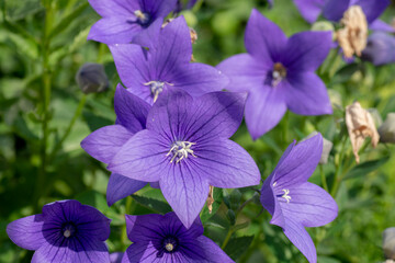 Chinese bellflower (Platycodon grandiflorus) flowering in the garden. Platycodon flowers. Close up. Detail.
