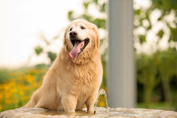 one golden retriever dog posing looking to the camera with the tongue out in the park 