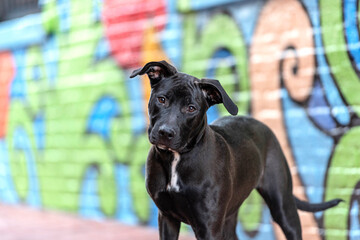 one black mixed breed dog posing in front of a colorful graffiti wall 