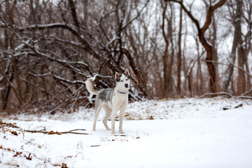 beautiful white husky in the woods during winter, snowing day, with trees in the back, cold day