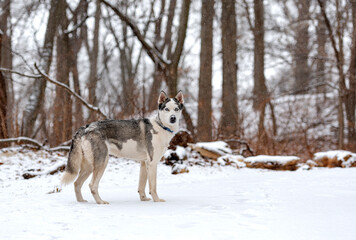 Fototapeta na wymiar beautiful white husky in the woods during winter, snowing day, with trees in the back, cold day