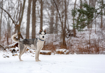 beautiful white husky in the woods during winter, snowing day, with trees in the back, cold day