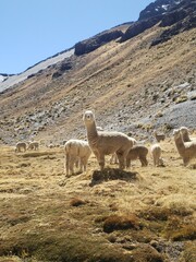 Naklejka premium alpaca in the andes of peru of wacayo breed