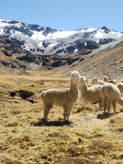 alpaca in the andes of peru of wacayo breed
