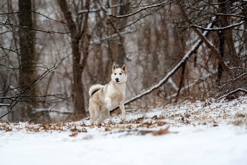 beautiful white husky in the woods during winter, snowing day, with trees in the back, cold day