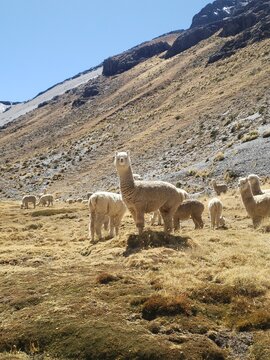 alpaca in the andes of peru of wacayo breed