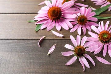 Beautiful blooming echinacea flowers, petals and leaves on wooden table. Space for text - obrazy, fototapety, plakaty