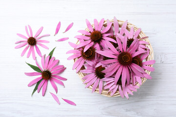 Beautiful echinacea flowers on white wooden table, flat lay - obrazy, fototapety, plakaty