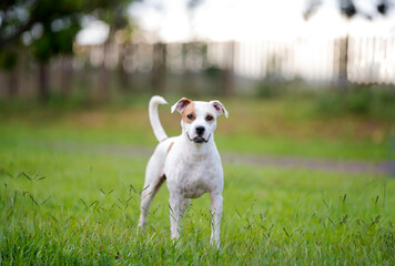 one mixed breed dog with the tongue out posing for the camera on the green grass in the park 