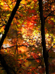 鮮やかな紅葉の風景が広がる秋の京都