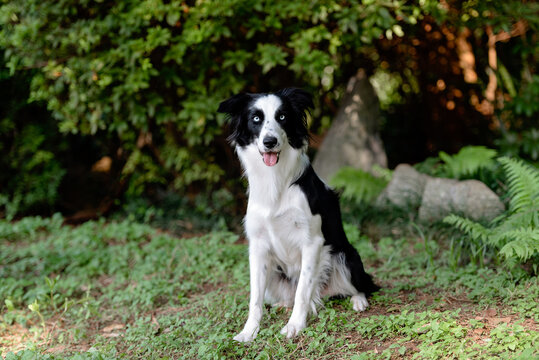 beautiful border collie dog with bright eyes tongue out posing on the green grass in the park 