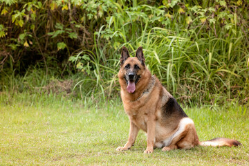 german shepherd dog resting with the tongue out looking at the camera in the park green trees in...