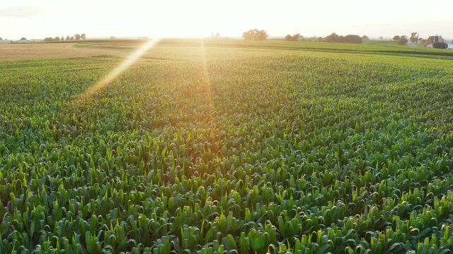 Corn field and countryside landscape. Gorgeous sunset, sunrise. Contoured field in summer season. Aerial view of American farmland, rural scene. Green cornfield.