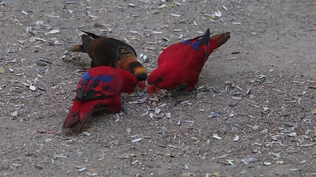 A little intruder Dusky Lory joined in from the left with two Red Moluccan Lory parakeets pecking for bird feeds on the ground in a bird park Thailand Asia.