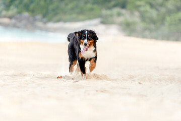 one saint bernard dog with the tongue out smiling looking to the camera on the grass at the beach with the sea in the background 