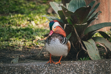 Mandarin Duck - Pato Mandarim - Bioparque do Rio - Colorfull duck