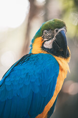 Macaw - Canindé Arara - Ara Aruana - arara-de-barriga-amarela
