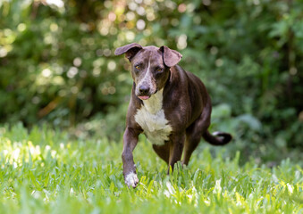 one adorable brown and white mixed breed dog looking at the camera posing on the green grass at the...