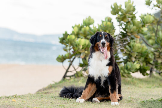 one saint bernard dog with the tongue out smiling looking to the camera on the grass at the beach with the sea in the background 