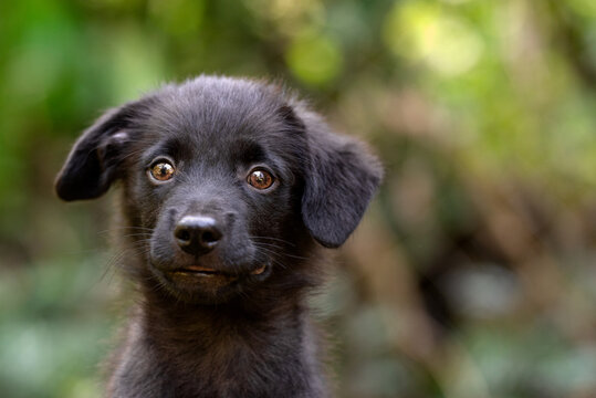 one small black mixed breed puppy dog posing looking to the camera in the park 