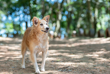 Naklejka premium one mixed breed dog posing for the camera in the park on a sunny day 