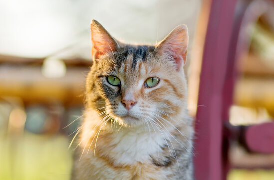 one mixed breed cat with green eyes looking to the camera in the park on a warm sunny day during golden hour 