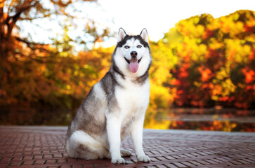 one siberian husky dog posing for the camera with the tongue out smiling, at the park during fall season with bright sunny light and trees in the background