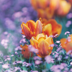 Obraz na płótnie Canvas Close up of tulips. Selective and soft focus. 
