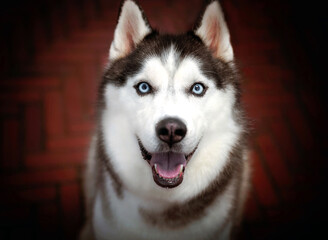 portrait of one siberian husky dog with bright eyes looking at the camera with the tongue out smiling and a redish tile floor on the background