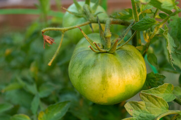 Green Tomato Plant