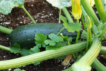 Zucchini Plant