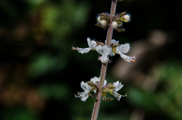 basil plant flower