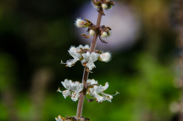 basil plant flower
