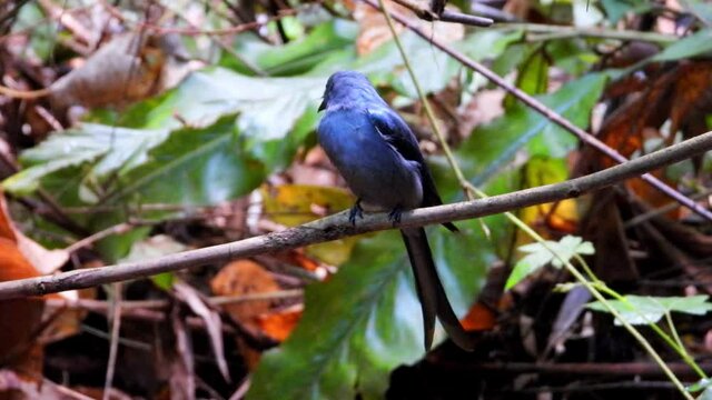 Ashy Drongo comes for dring and play water.