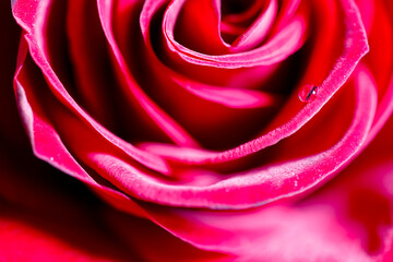 Abstract pink defocused background. Blurred bright pink rose petals. Natural rose red background.